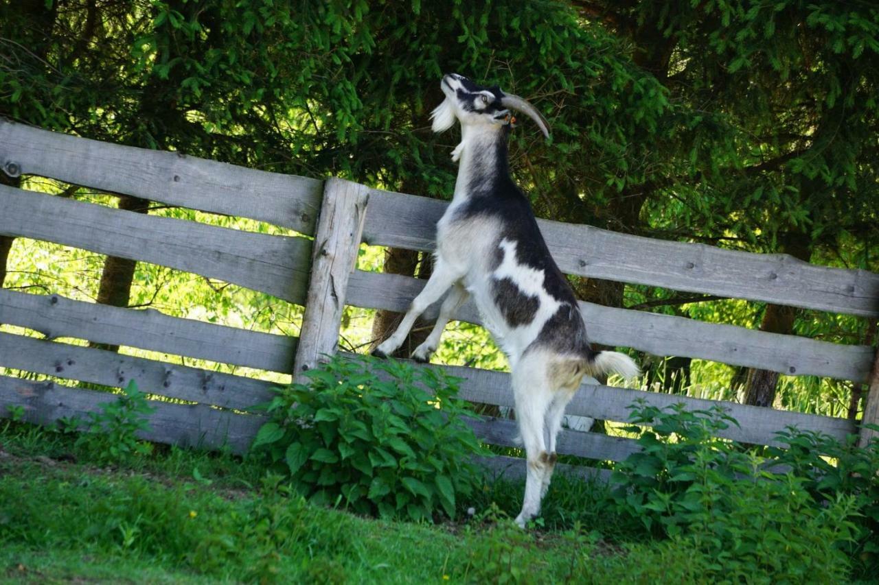 Agroturystyka Natura Pilchowice Exterior foto